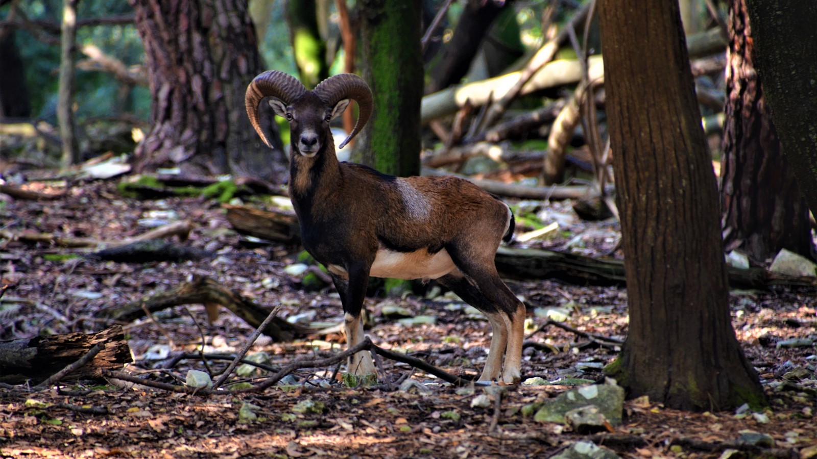 Wilde Tiere im Nationalpark Brioni inseln