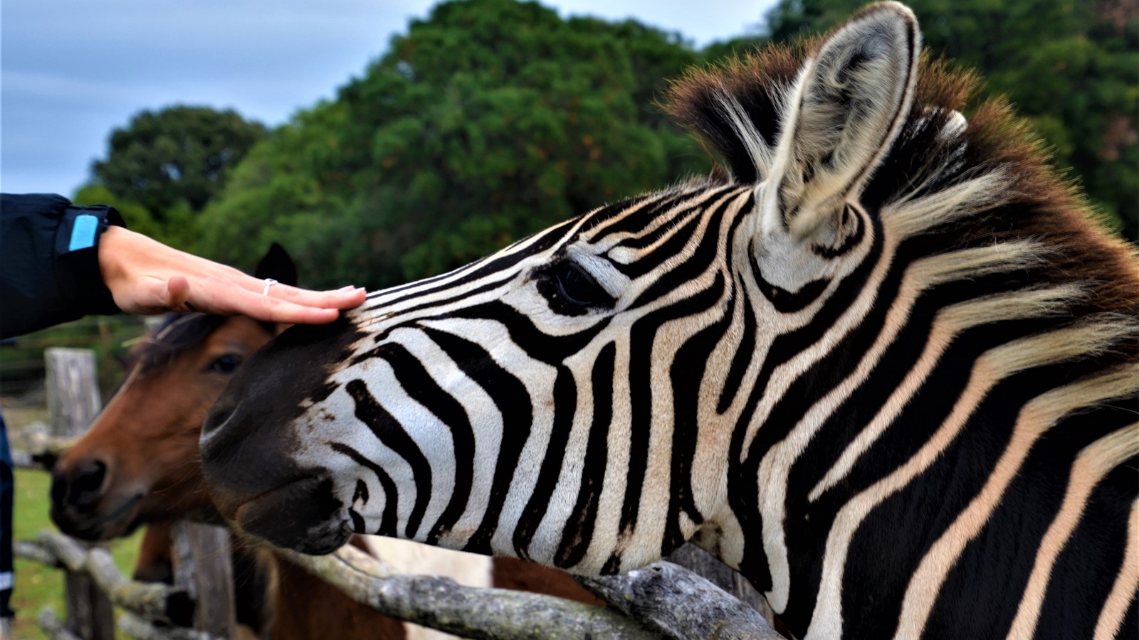 Parco Safari zebra