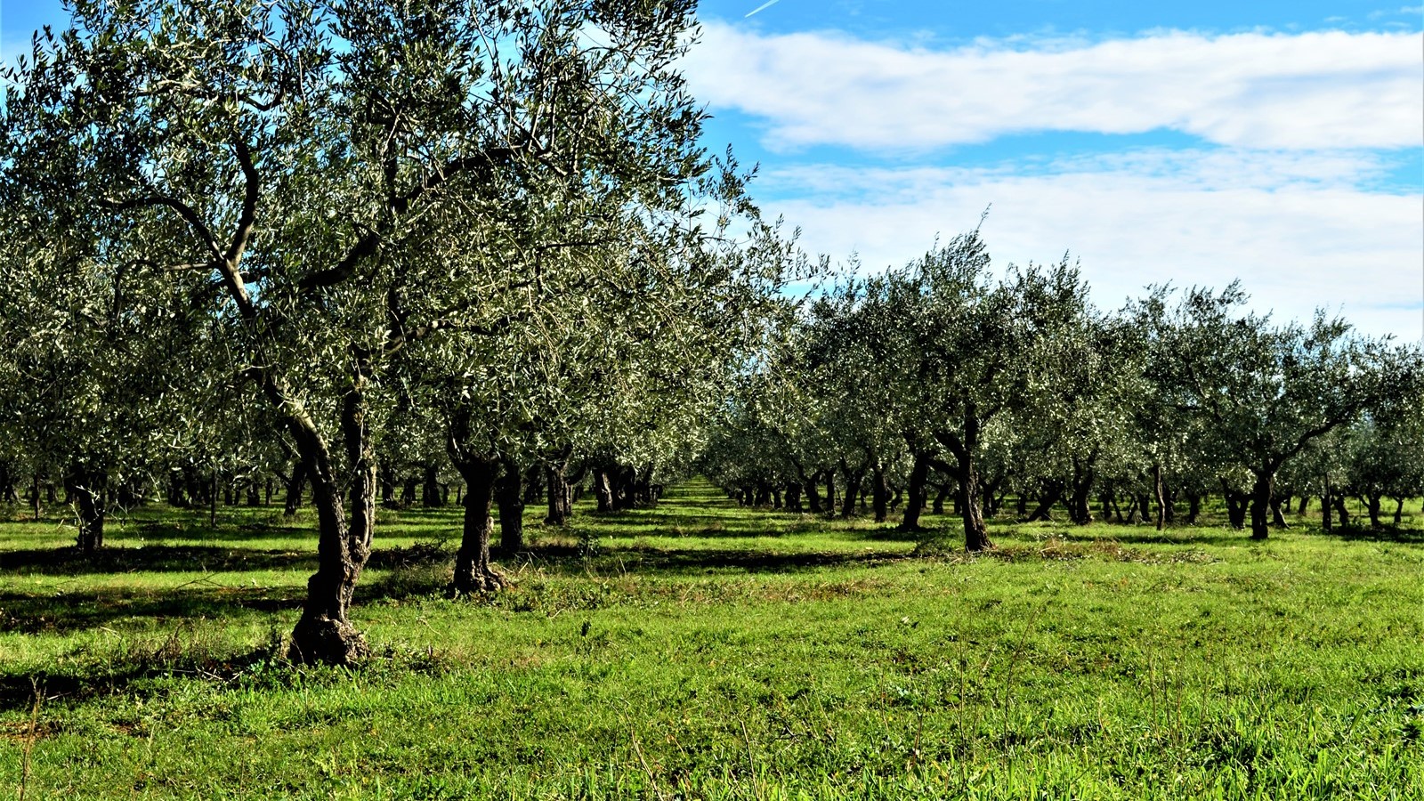 Olivenöl- Istrien